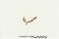 藏品(灰苔屬)的圖片